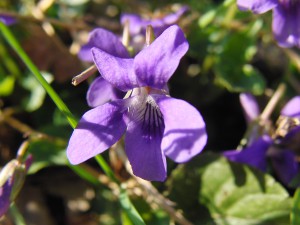 Veilchen lila leuchten 2 Veilchen lila leuchten 2