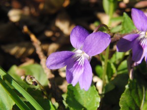 Veilchen lila leuchten 3 Veilchen lila leuchten 3