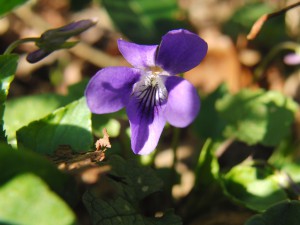 Veilchen lila leuchten 4 Veilchen lila leuchten 4