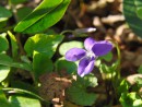 Veilchen lila leuchten 5