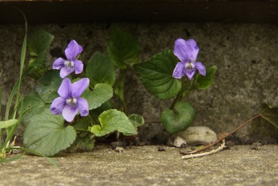  Veilchen
