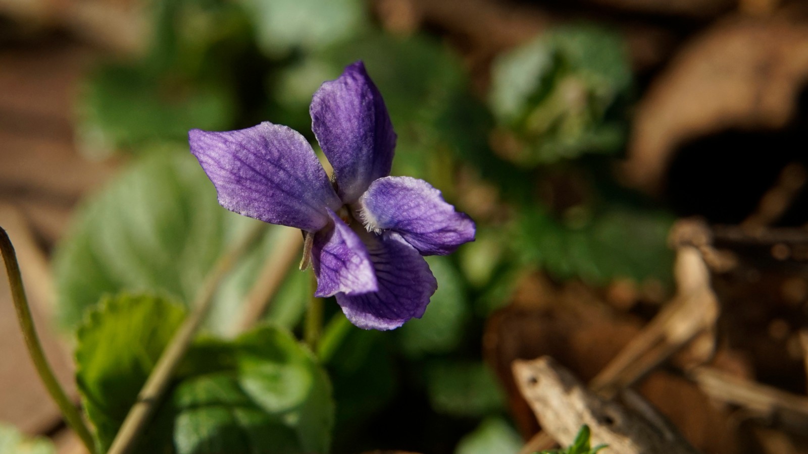 Zartes Duftveilchen