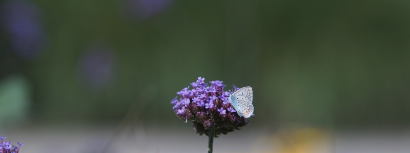 Bläuling auf lila Blüten Wallpaper 3840x1440