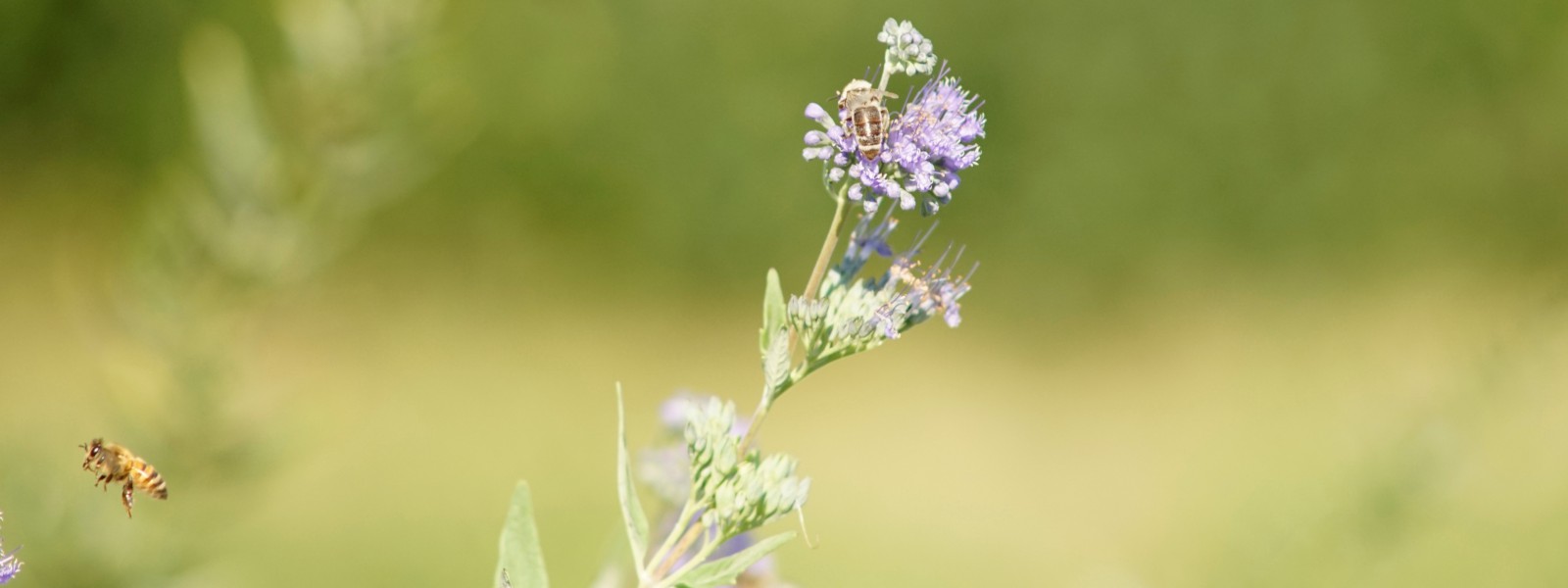 Bienen im September Wallpaper 3840x1440