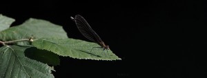 Prachtlibelle auf Blatt Wallpaper 3840x1440
