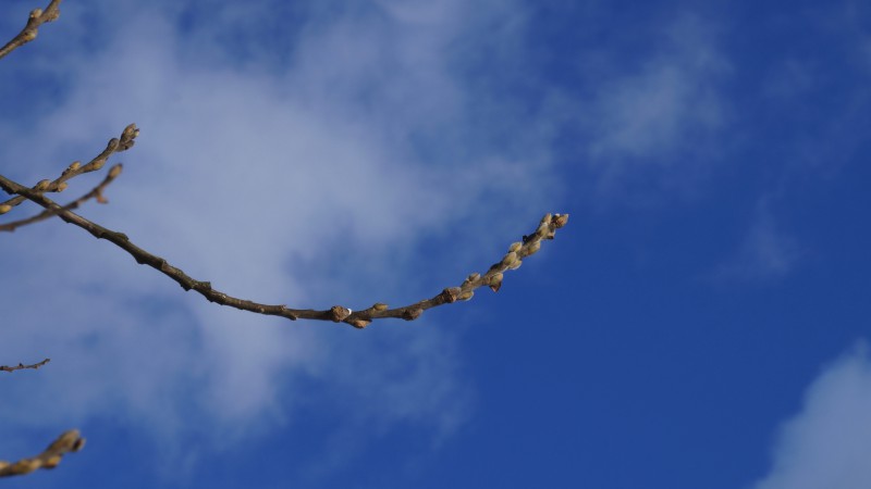 Weidenkätzchenzweig vor blauen Himmel 3840x2160
