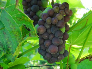 Blaue Weintrauben am Rebstock 1