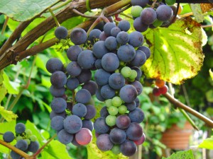 Blaue Weintrauben am Rebstock 3