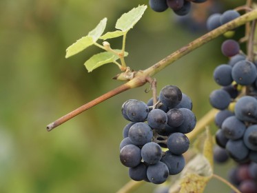 Weintrauben