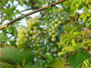 Junge Weintrauben im Abendlicht