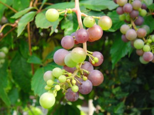 Kleine gr&uuml;n-blaue Weinrebe