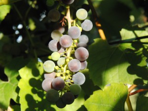 Kleine Weinrebe mit Schatten