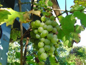 Weinrebe an der Schrebergartenlaube