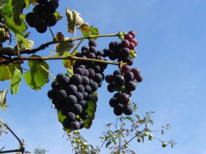 Weintrauben mit Apfelbaum im Hintergrund