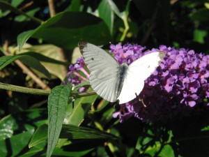 Gro&szlig;er Kohlwei&szlig;ling auf Sommerflieder 1