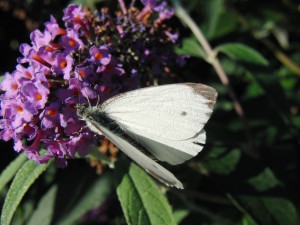 Gro&szlig;er Kohlwei&szlig;ling auf Sommerflieder 2 