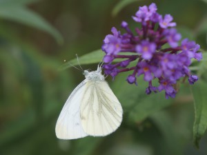 Wei&szlig;ling am Sommerflieder 