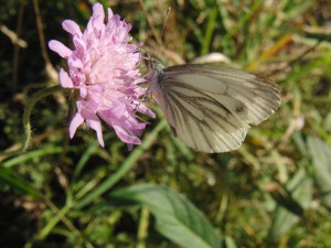 Wei&szlig;ling auf Sommerbl&uuml;te