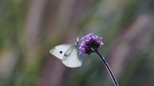 Wieso stehen die da an