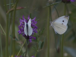 Will auch was vom Nektar 