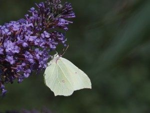 Zitonenfalter am Sommerflieder