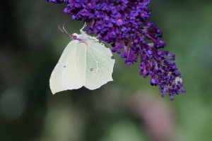 Zitonenfalter am Sommerflieder 