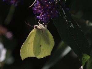 Zitronenfalter an kleinen Bl&uuml;ten 