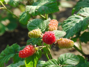 Himbeeren am Strauch
