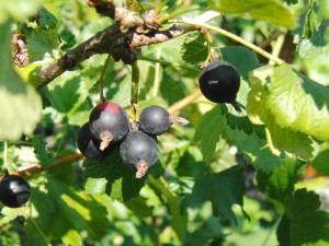 Kleine Beeren im Sonnenlicht