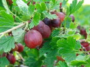 Rote Stachelbeeren am Strauch 2