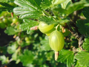 Schöne Stachelbeeren