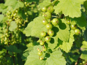 Stachelbeeren am Strauch 2