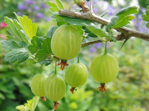 Stachelbeeren am Strauch 3