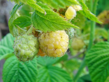  Weitere Beeren-Bilder