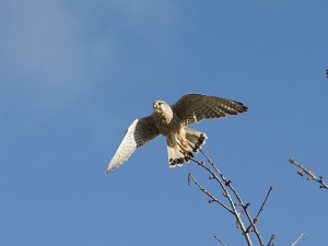 Abflug des Turmfalken Abflug des Turmfalken