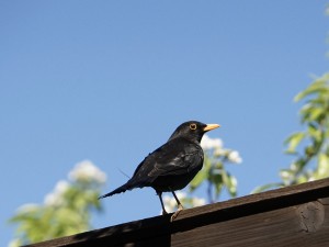 Amsel auf Holzbalken Amsel auf Holzbalken