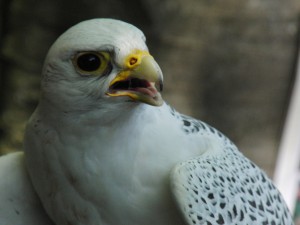 Weißer Falke Helios Weißer Falke Helios