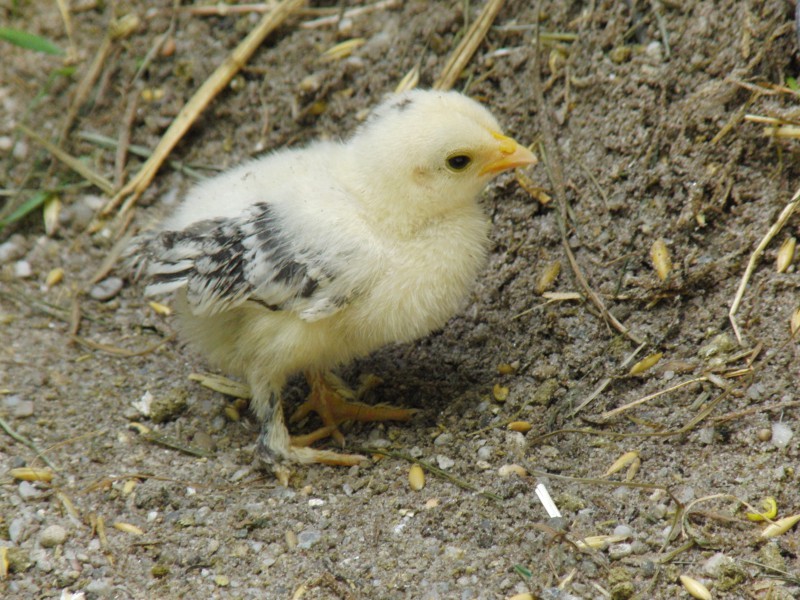  Hühnerkücken-mit schwarzweisen-Flügeln 1