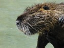 Nutria Portrait 2
