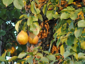Birnenpaar vor Stamm