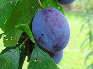 Blaue Pflaume
