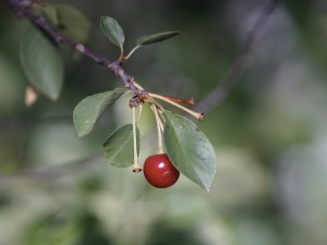 Letzte Kirsche am Zweig