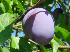 Pflaume im Sonnenlicht