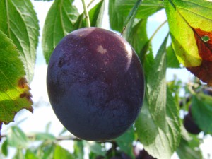 Reife Pflaume