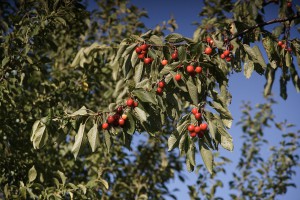 Viele Kirschen am Zweig