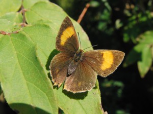Blinder Mohrenfalter auf grünen Blatt Blinder Mohrenfalter auf grünen Blatt