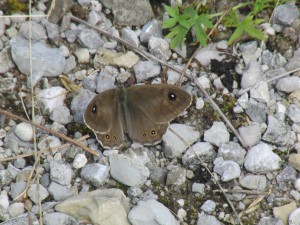Brauner Augenfalter Brauner Augenfalter