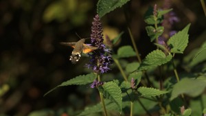 Herbstnektar fürs Taubenschwänzchen Herbstnektar fürs Taubenschwänzchen