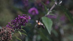Naschen am letzen Sommerflieder Naschen am letzen Sommerflieder