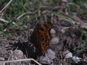 Perlmutterfalter von hinten Perlmutterfalter von hinten